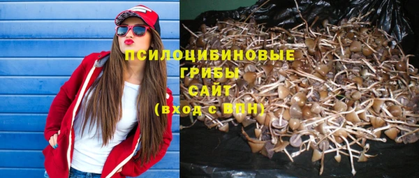 PSILOCYBIN Михайлов